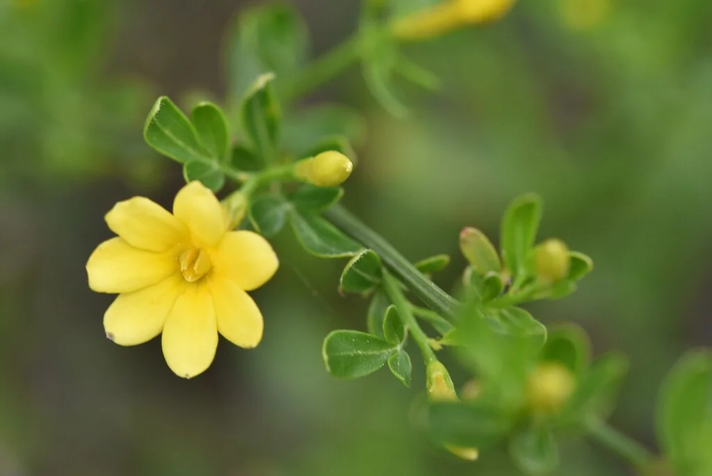Jasminum Humile