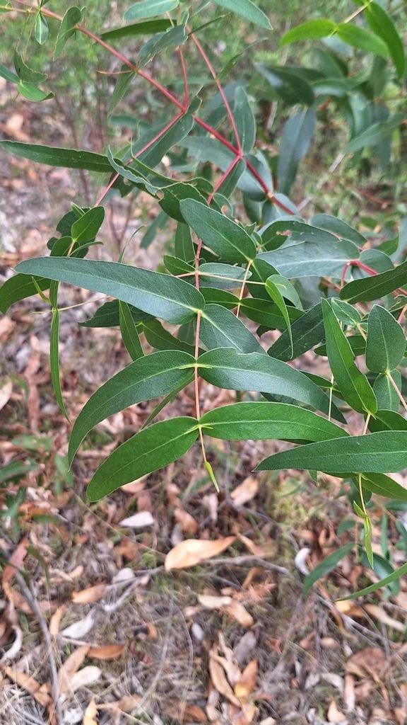 Eucalyptus Viminalis
