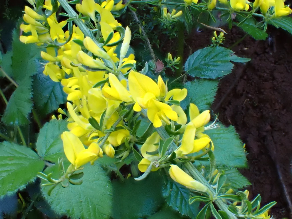 Genista Pilosa