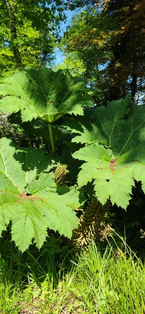 Gunnera Tinctoria