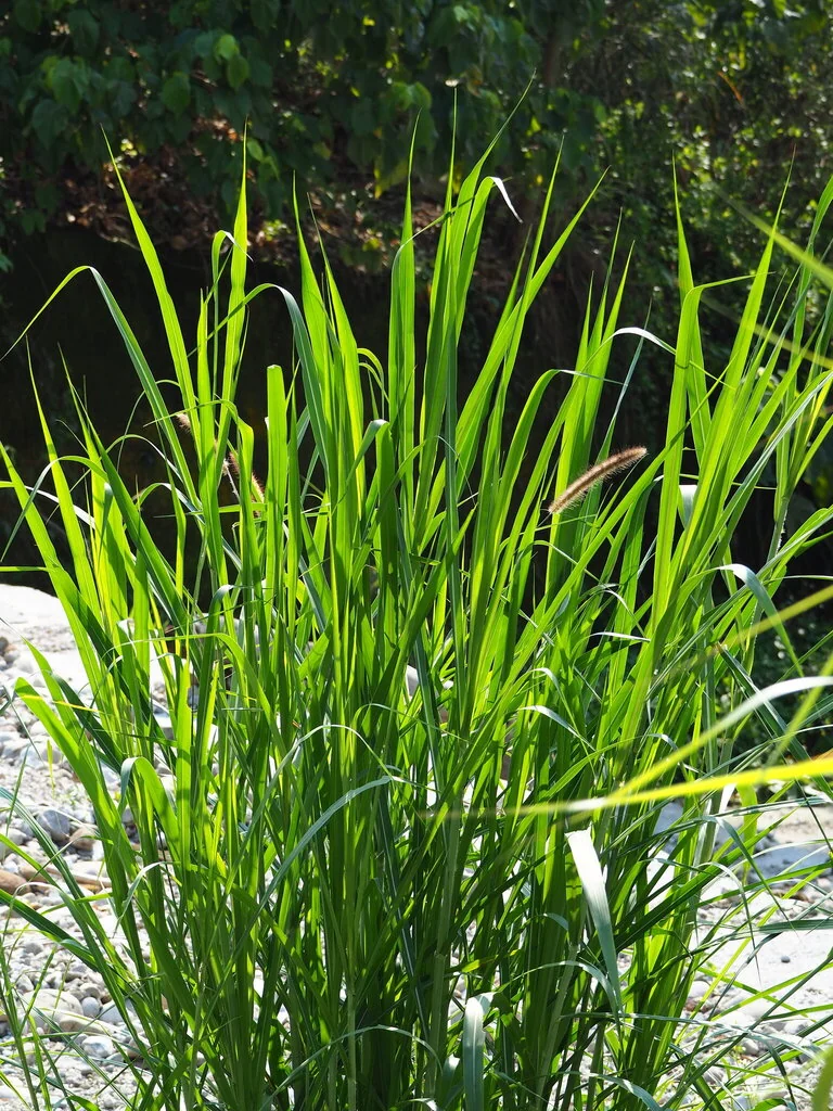Pennisetum Purpureum