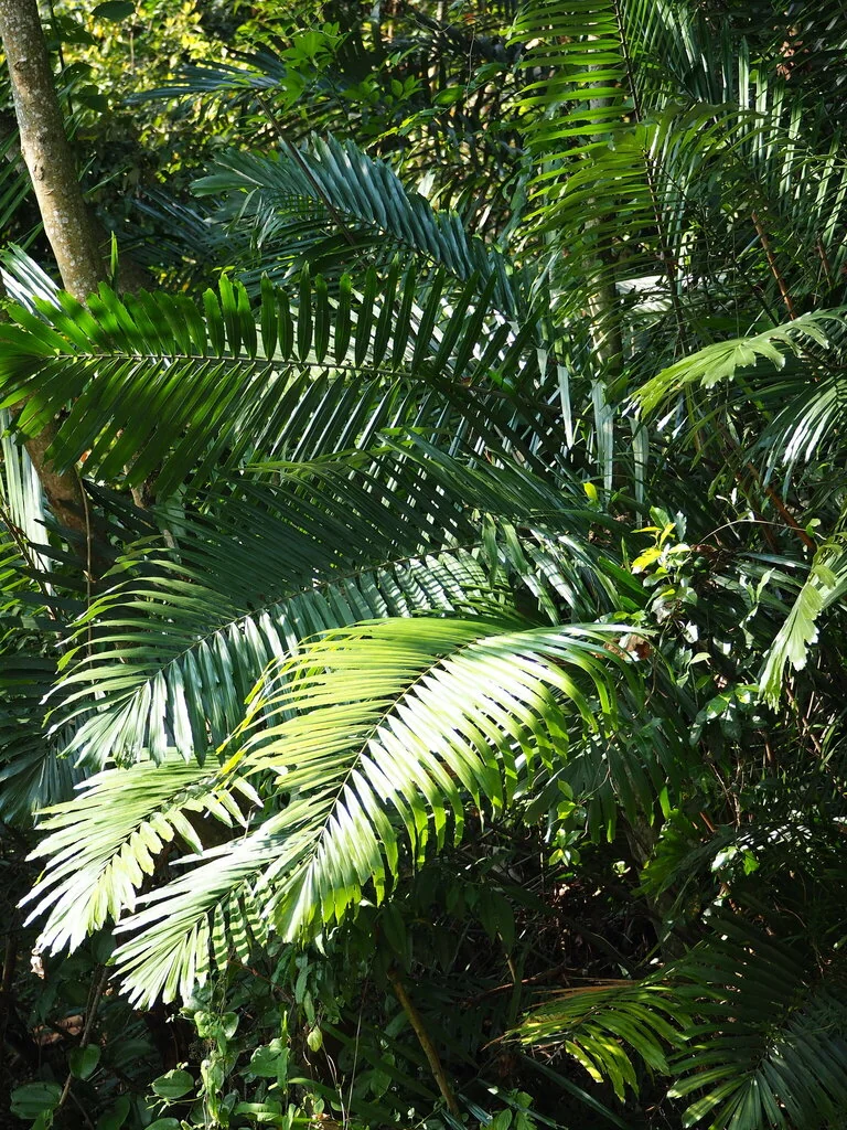 Arenga Engleri