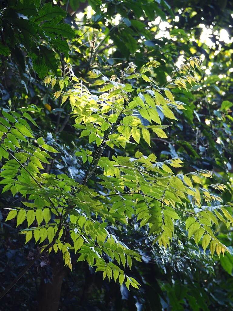 Koelreuteria Elegans
