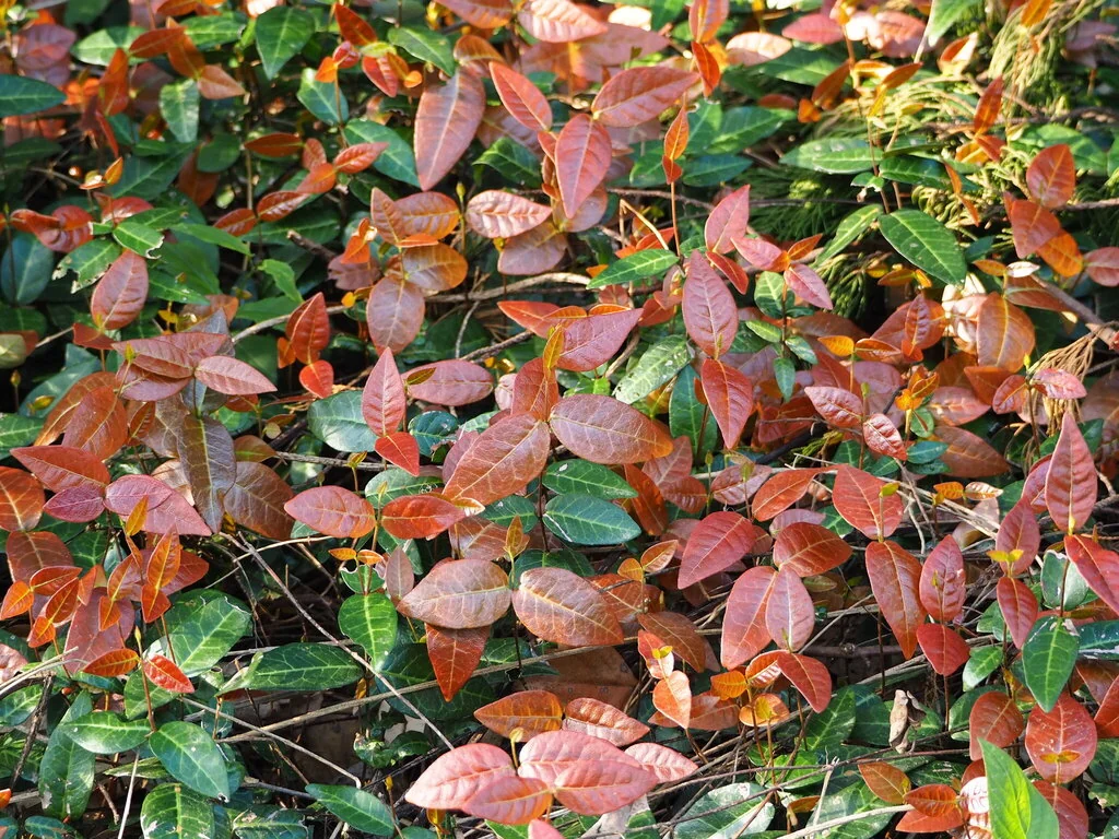 Trachelospermum Jasminoides