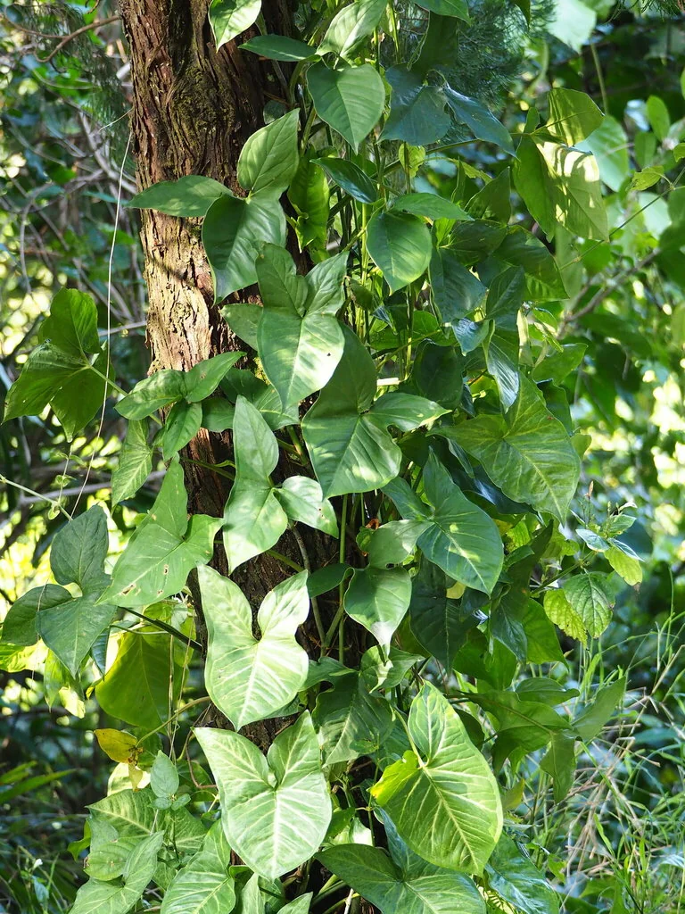 Syngonium podophyllum