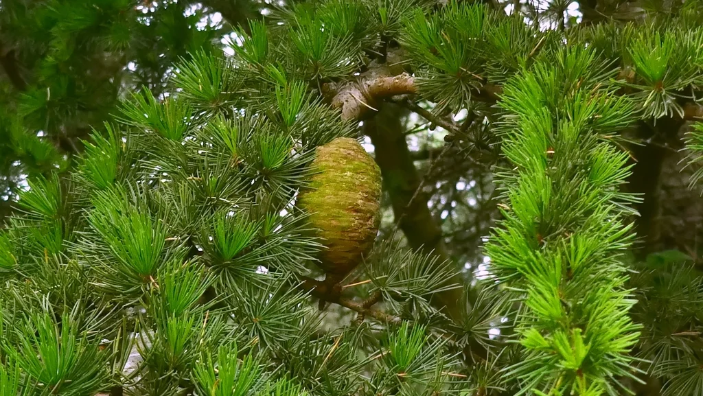 Cedrus Deodara