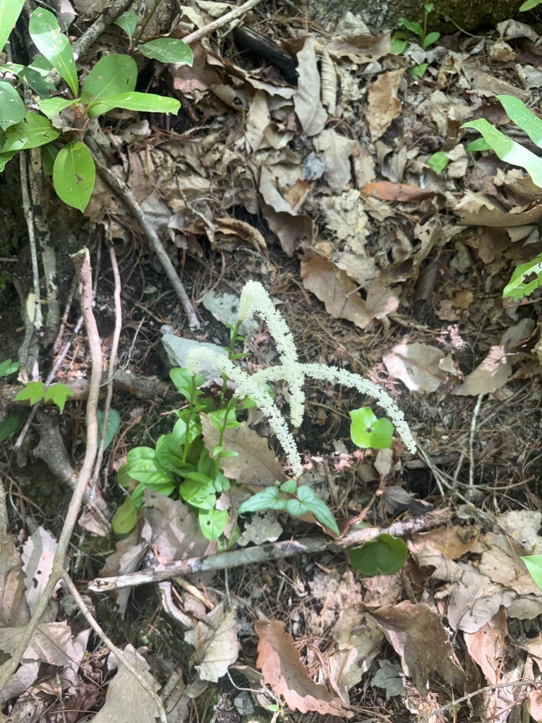 Chamaelirium Luteum