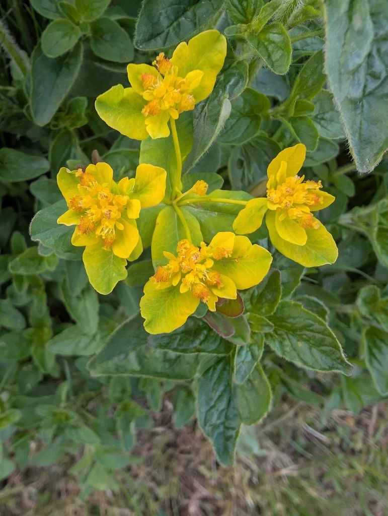Euphorbia Polychroma