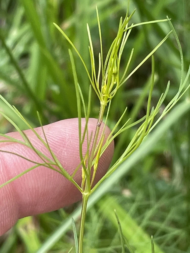 Coreopsis verticillata