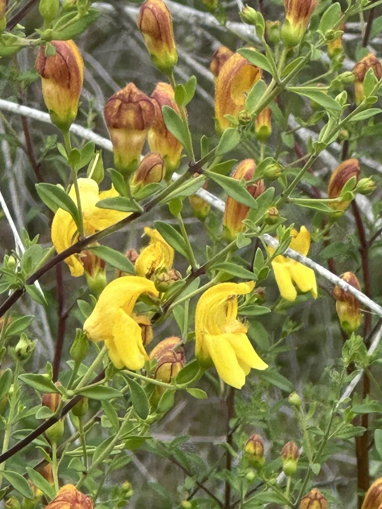 Keckiella Antirrhinoides