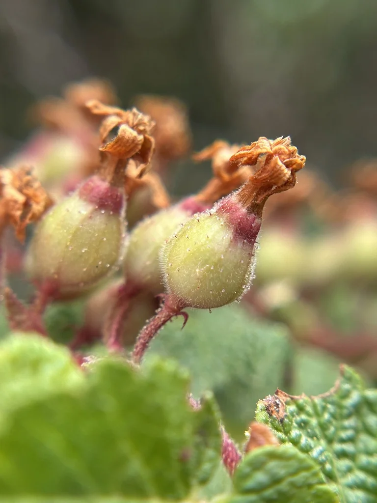 Ribes Malvaceum