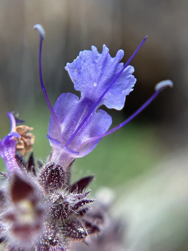 Salvia Sonomensis