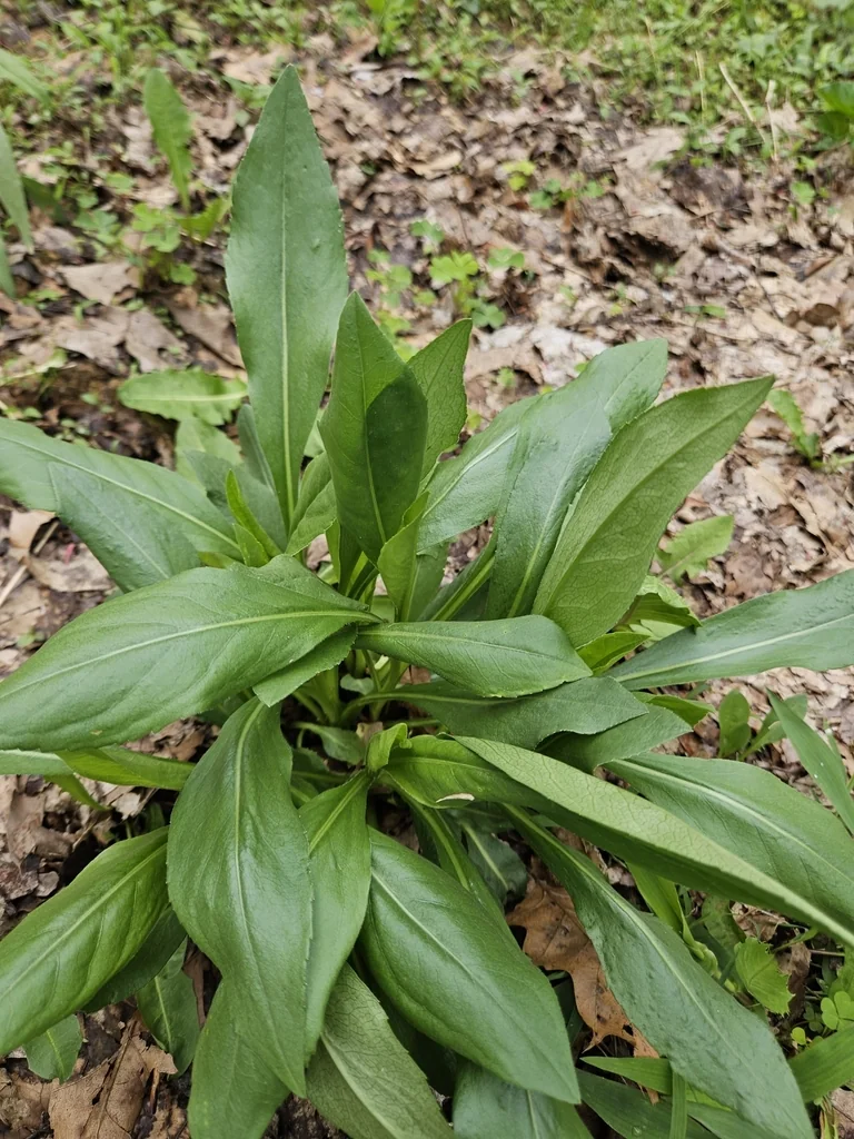 Solidago Speciosa