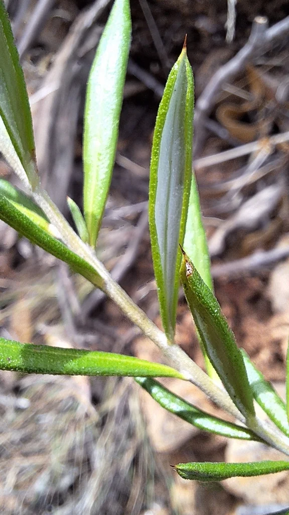 Grevillea Lavandulacea