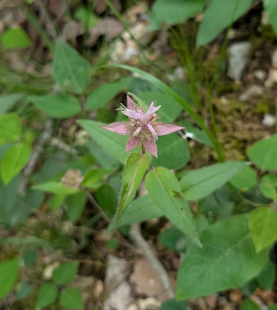 Monarda Bradburiana