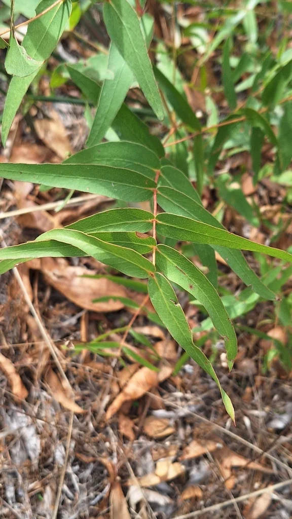 Eucalyptus Viminalis