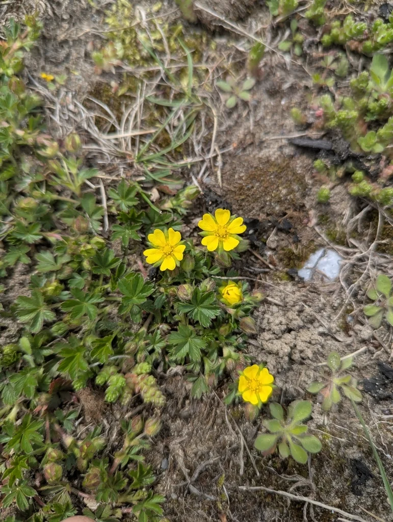Potentilla Neumanniana