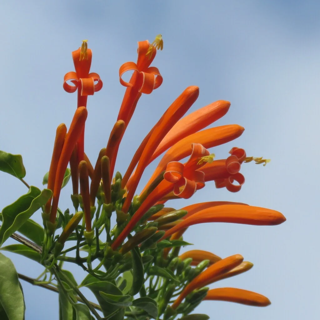 Pyrostegia Venusta