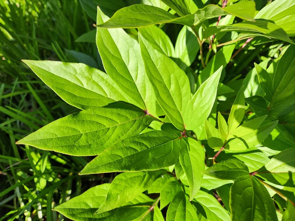 Paeonia Lactiflora