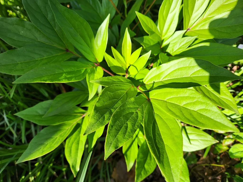 Paeonia Lactiflora