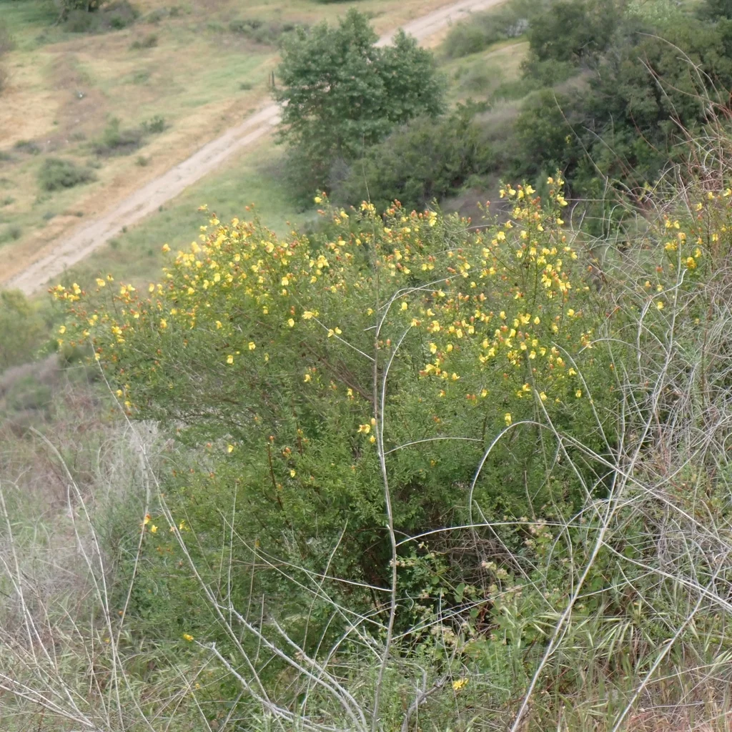 Keckiella Antirrhinoides