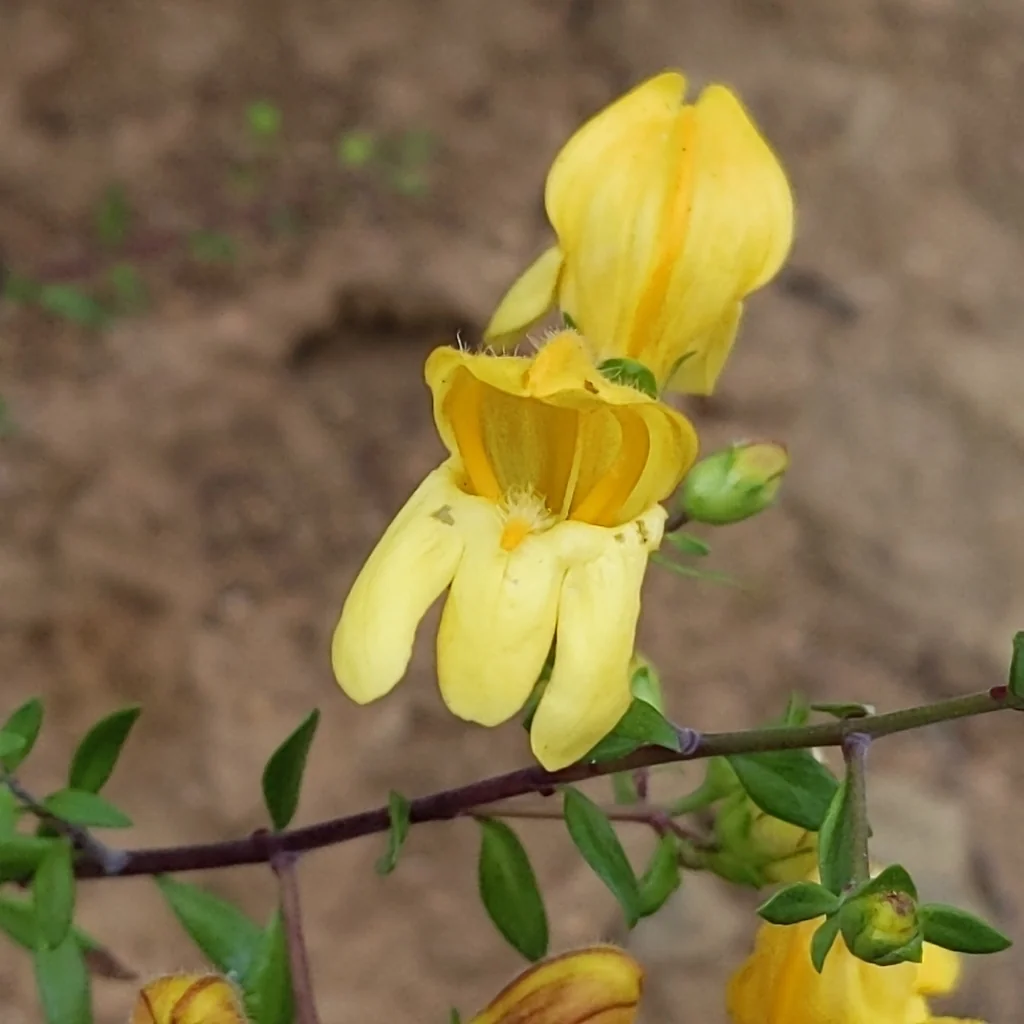 Keckiella Antirrhinoides