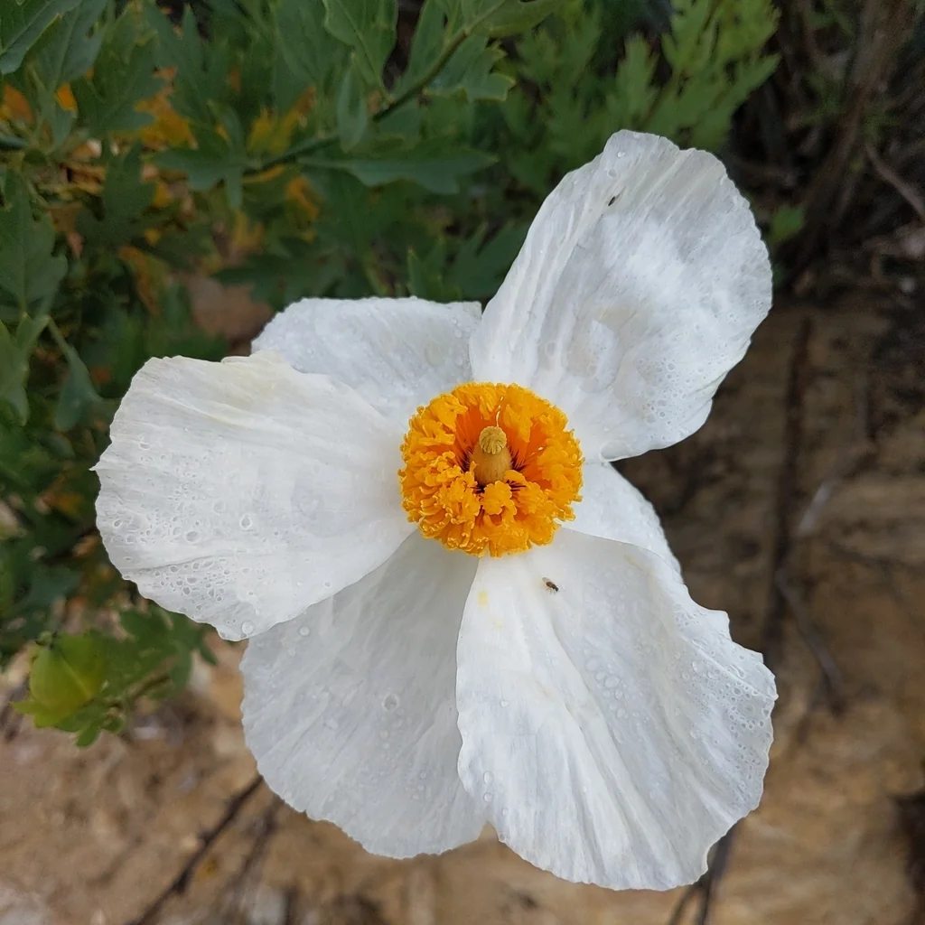 Romneya Coulteri