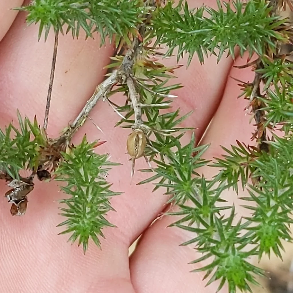 Linanthus Californicus