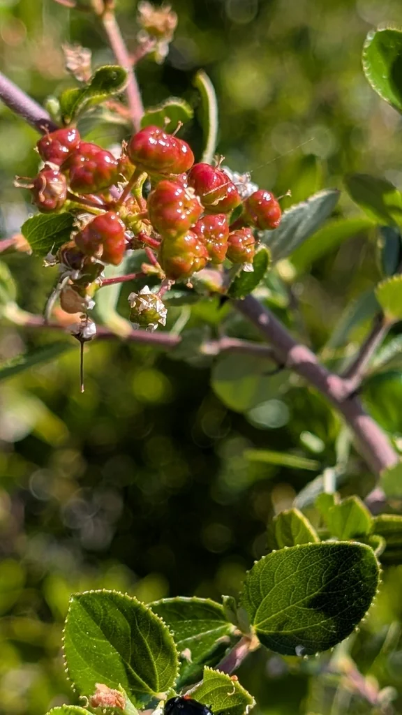 Ceanothus Oliganthus