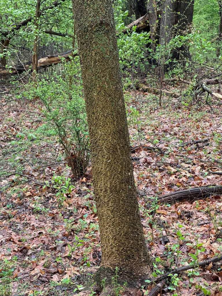 Phellodendron Amurense