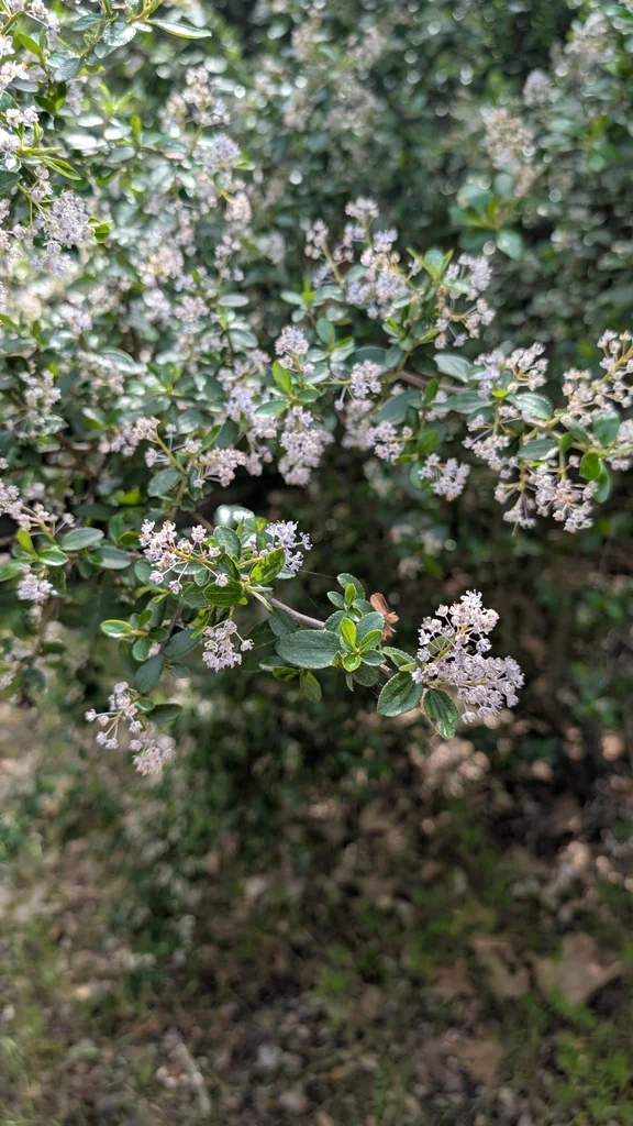 Ceanothus Oliganthus