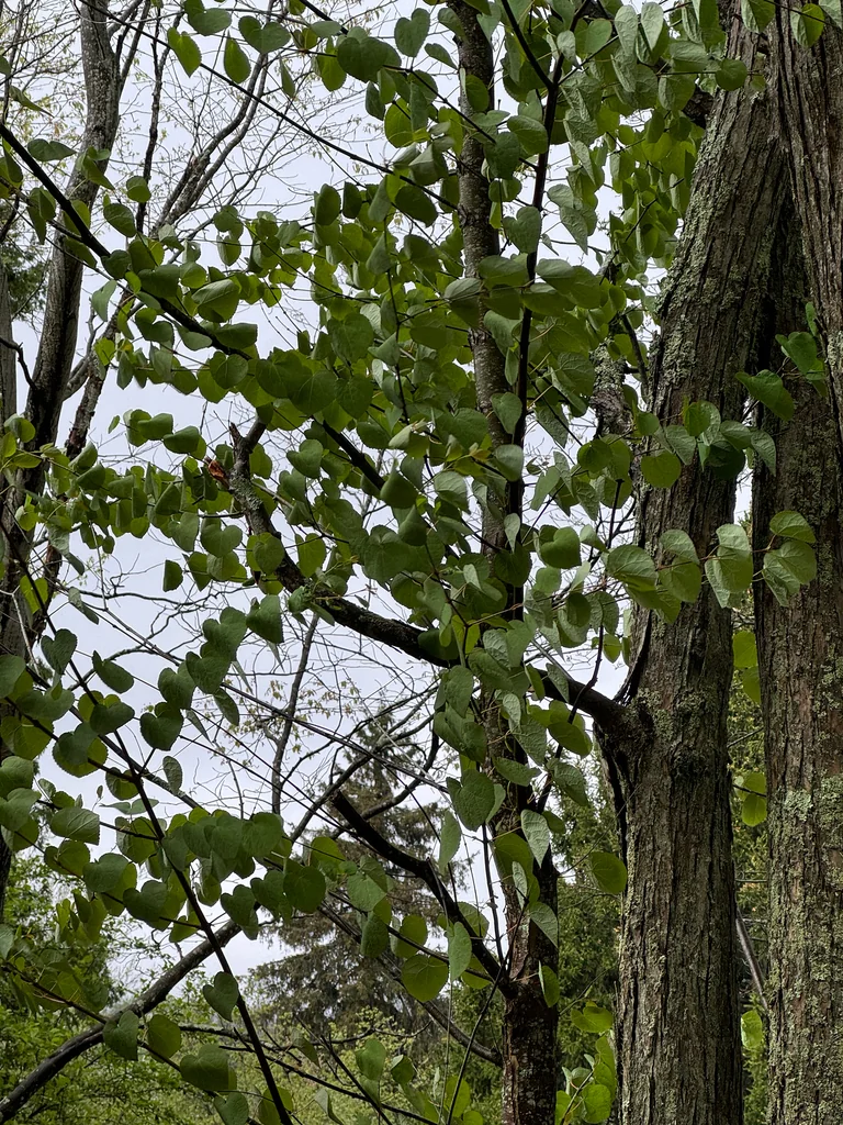 Cercidiphyllum Japonicum