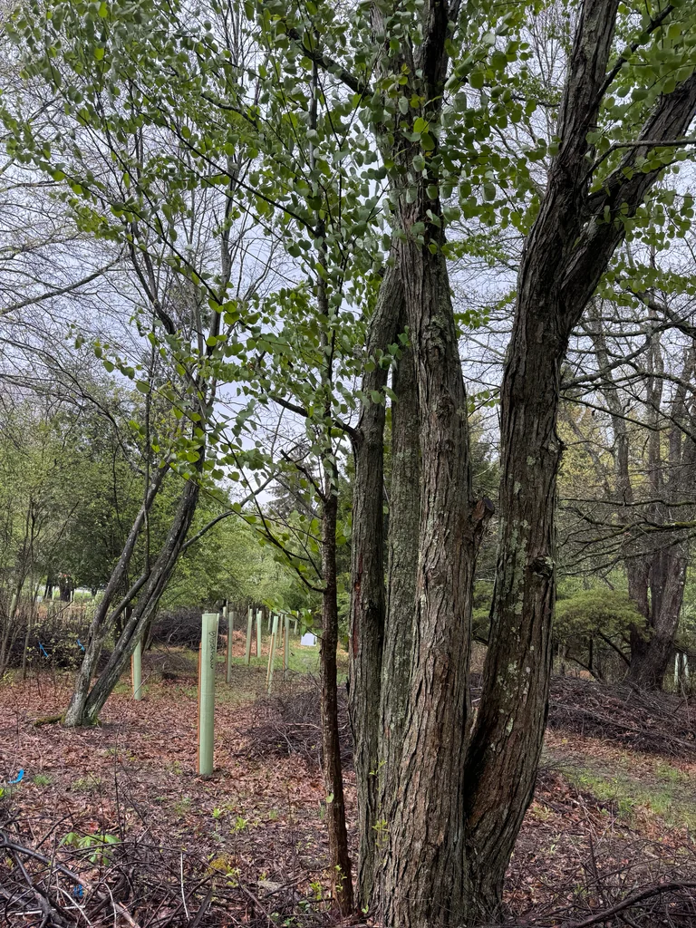 Cercidiphyllum Japonicum