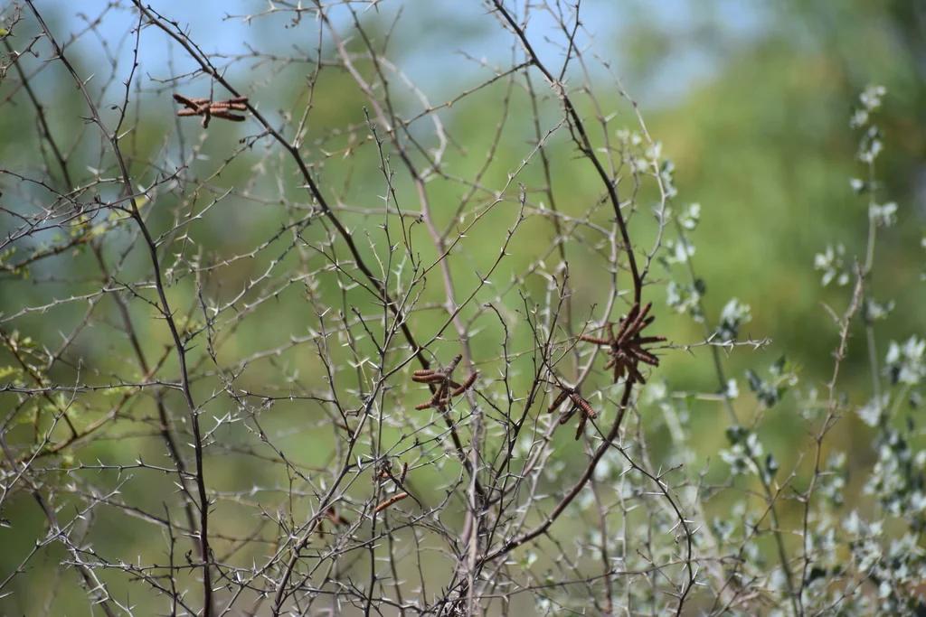 Prosopis Pubescens