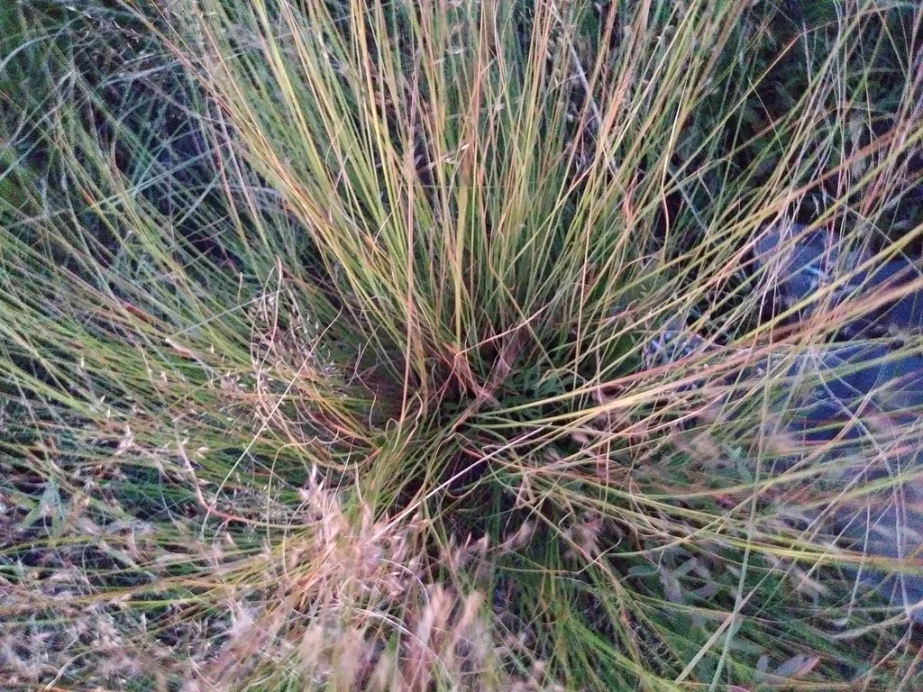 Sporobolus Heterolepis