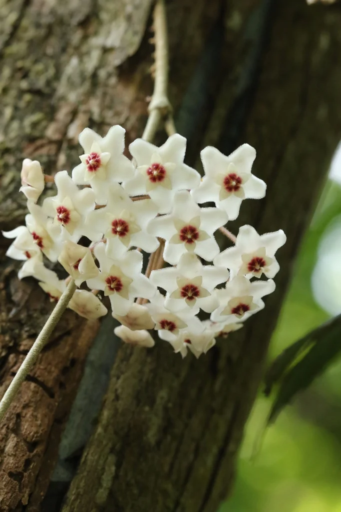 Hoya carnosa