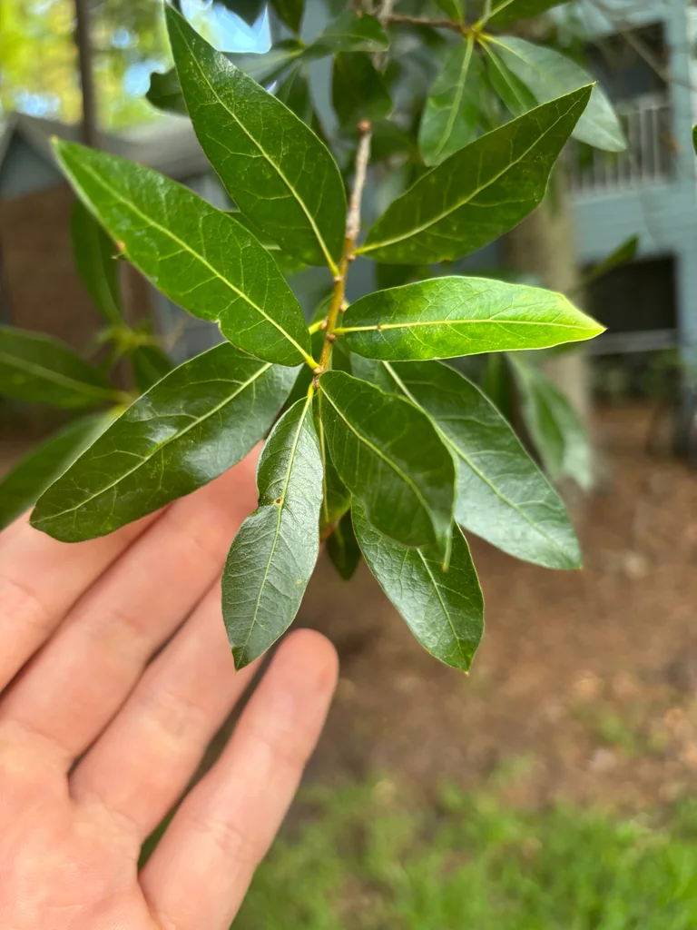 Quercus Hemisphaerica