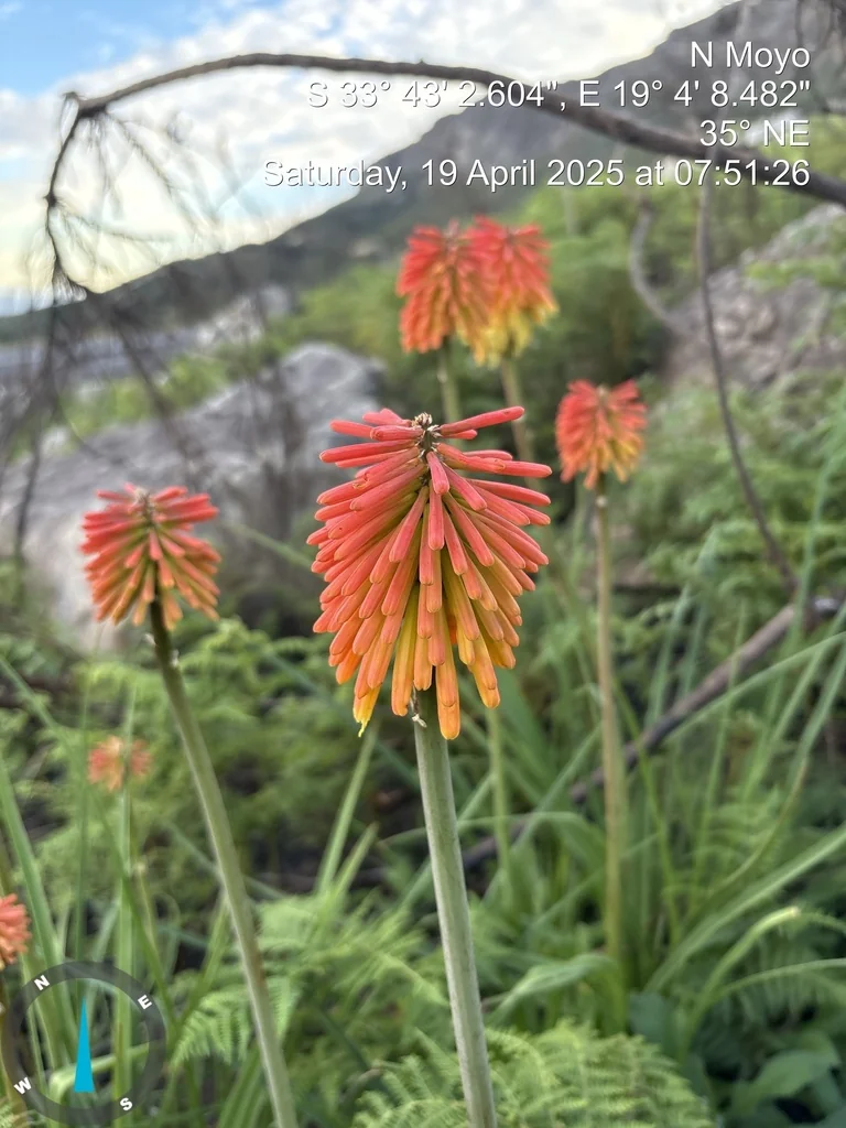 Kniphofia Uvaria