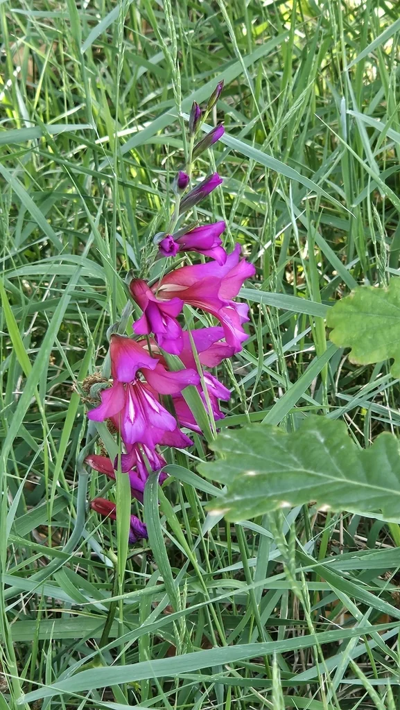 Gladiolus Communis