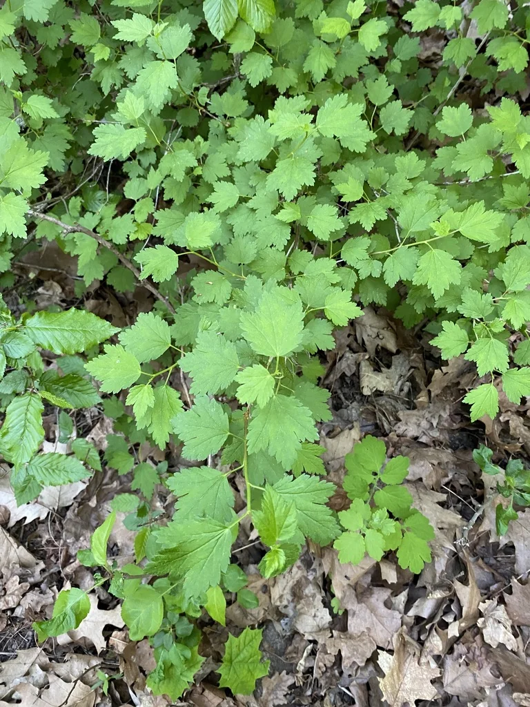 Ribes Alpinum