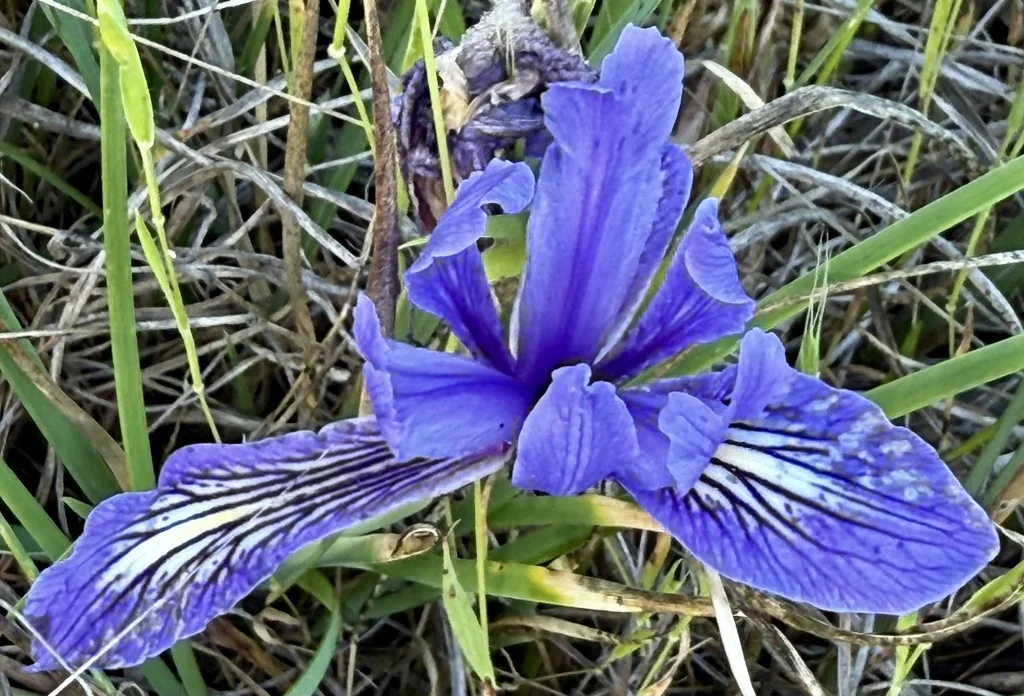 Iris Macrosiphon