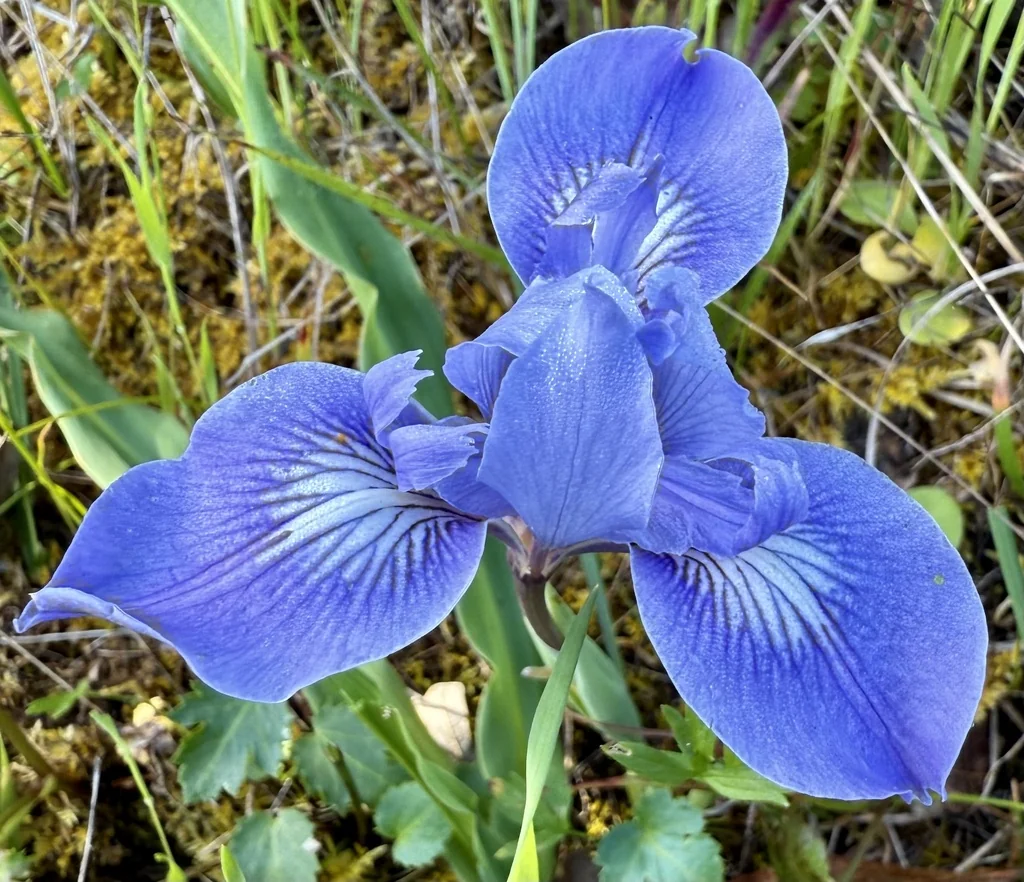 Iris Macrosiphon
