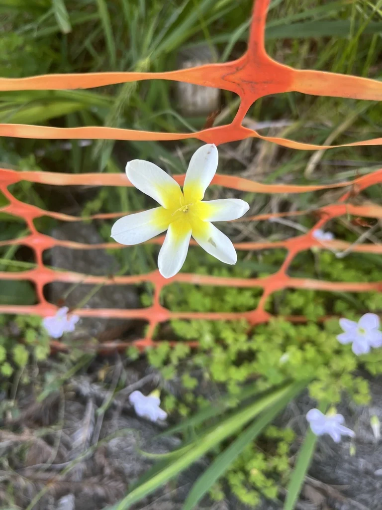 Sparaxis Tricolor