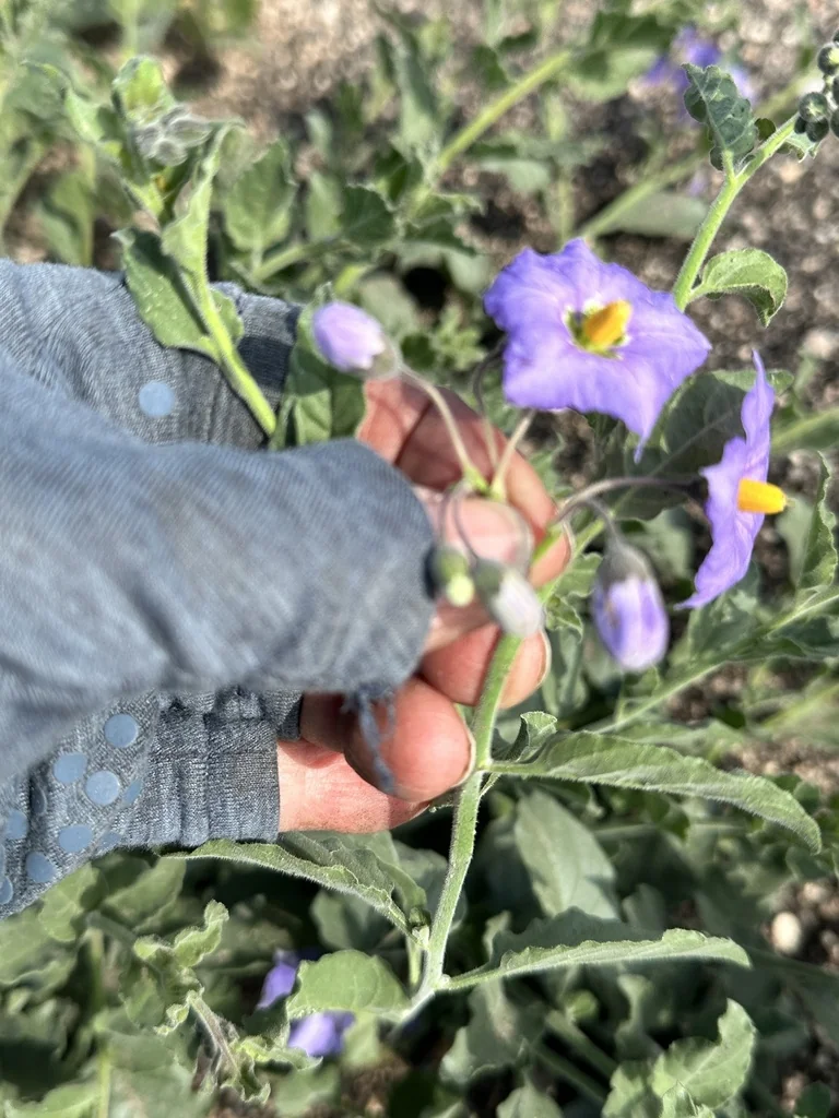 Solanum Xanti
