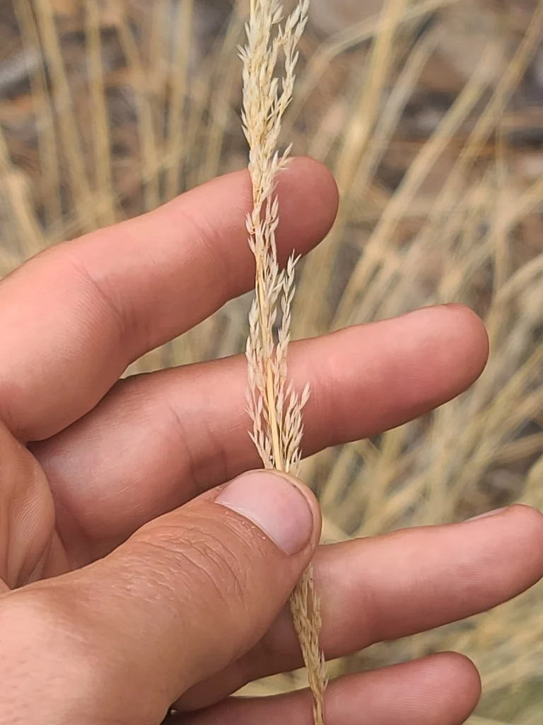 Muhlenbergia Rigens