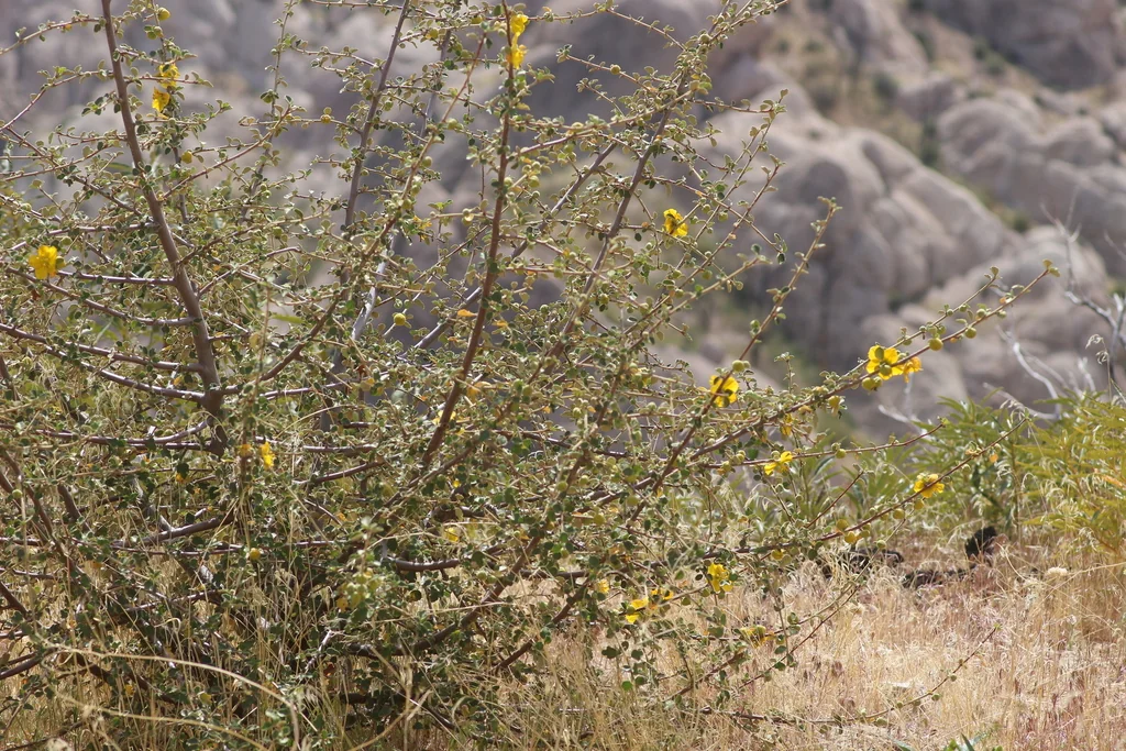 Fremontodendron Californicum