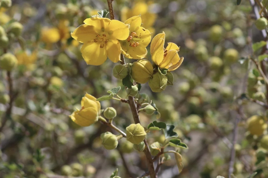 Fremontodendron Californicum