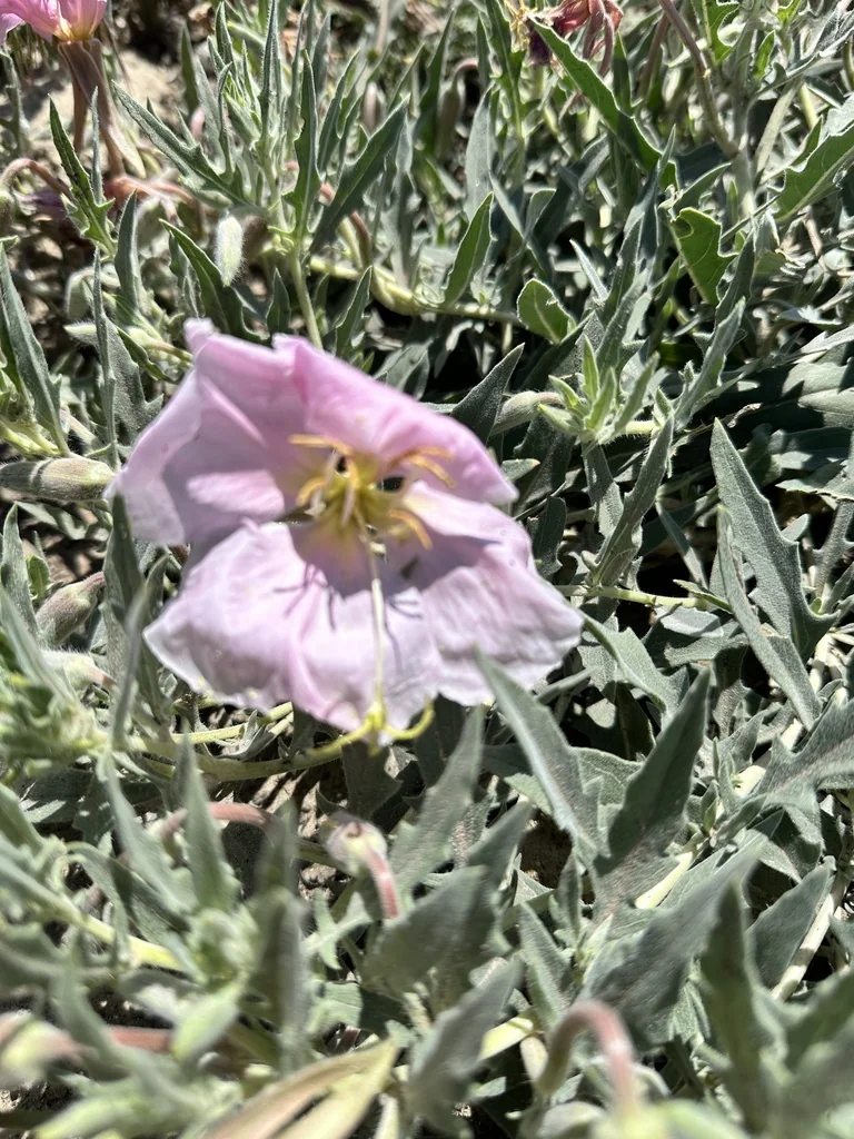 Oenothera californica