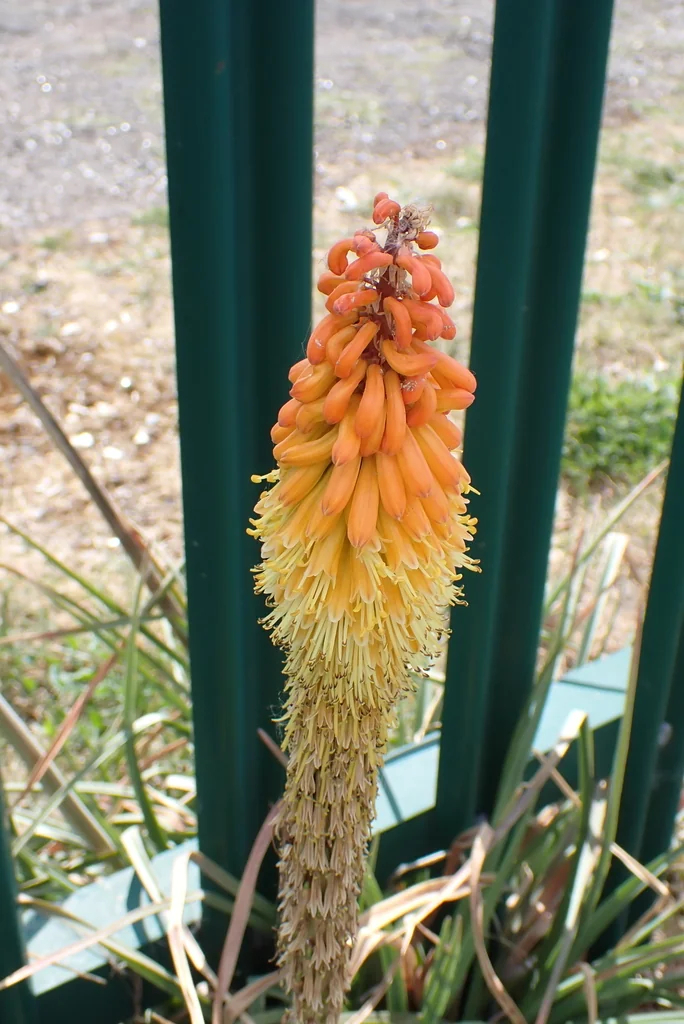 Kniphofia Uvaria