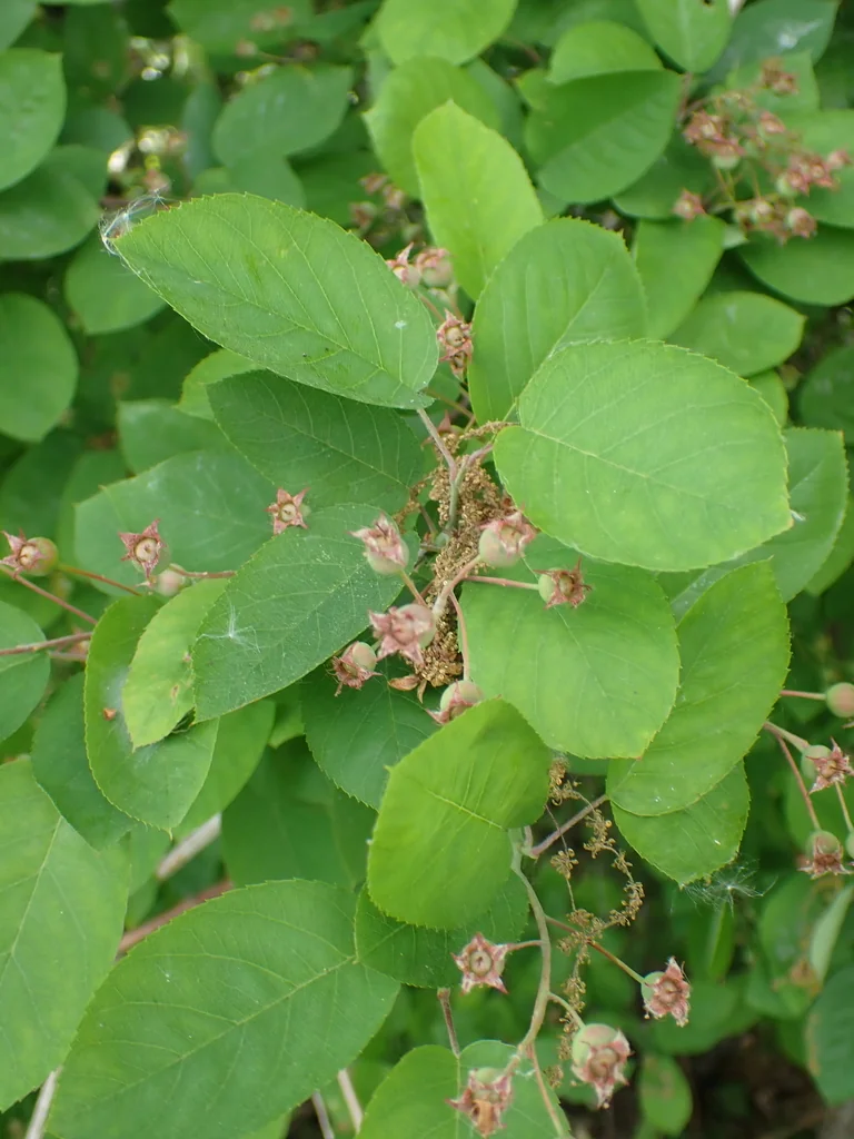 Amelanchier Lamarckii